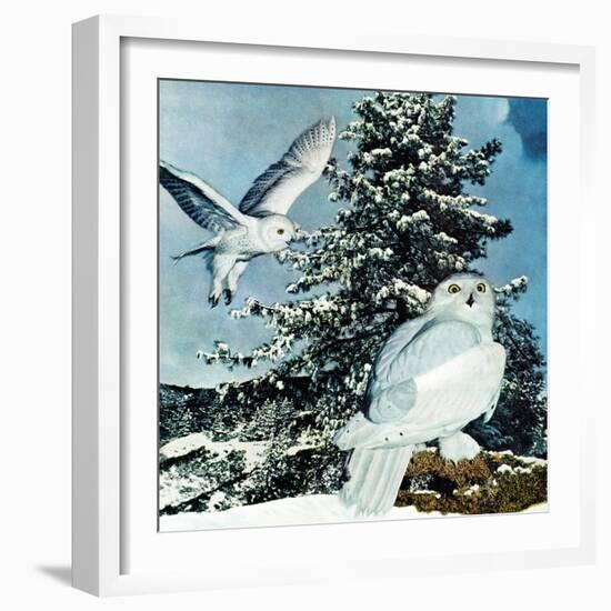 "Snowy Owls", September 14, 1957-D. Bleitz-Framed Giclee Print