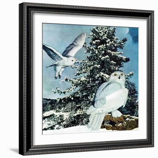 "Snowy Owls", September 14, 1957-D. Bleitz-Framed Giclee Print