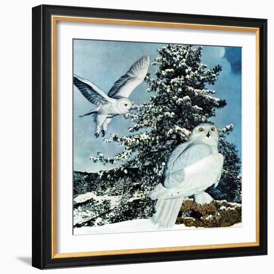 "Snowy Owls", September 14, 1957-D. Bleitz-Framed Giclee Print