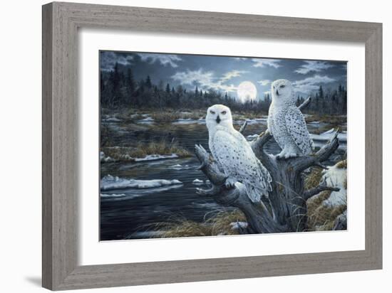 Snowy Owls-Jeff Tift-Framed Giclee Print