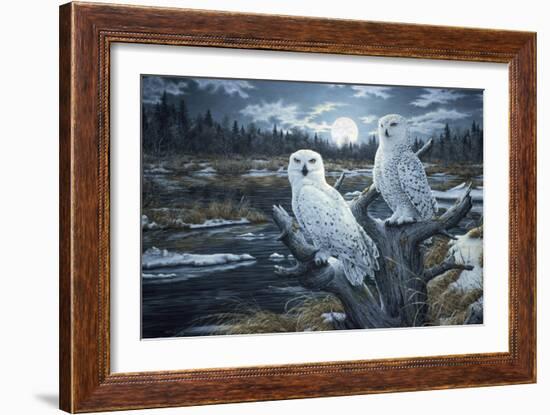 Snowy Owls-Jeff Tift-Framed Giclee Print