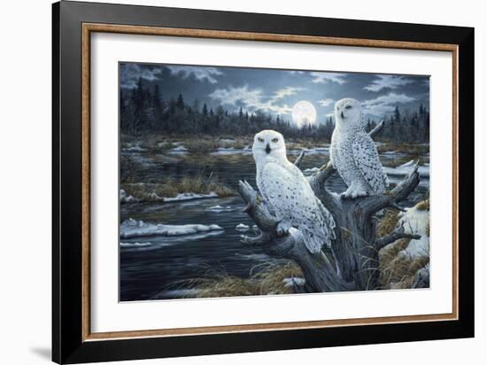 Snowy Owls-Jeff Tift-Framed Giclee Print