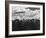 Snowy Peaks of the Olympic Mountains-Peter Stackpole-Framed Photographic Print