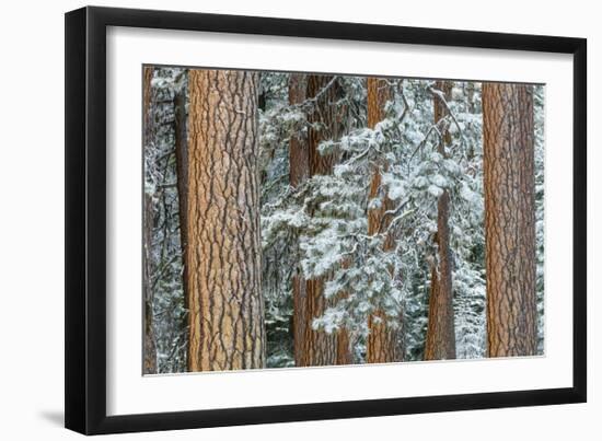 Snowy Pine Forest 2-Don Paulson-Framed Giclee Print