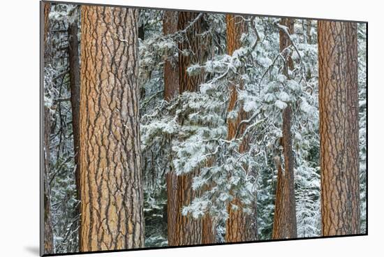 Snowy Pine Forest 2-Don Paulson-Mounted Giclee Print