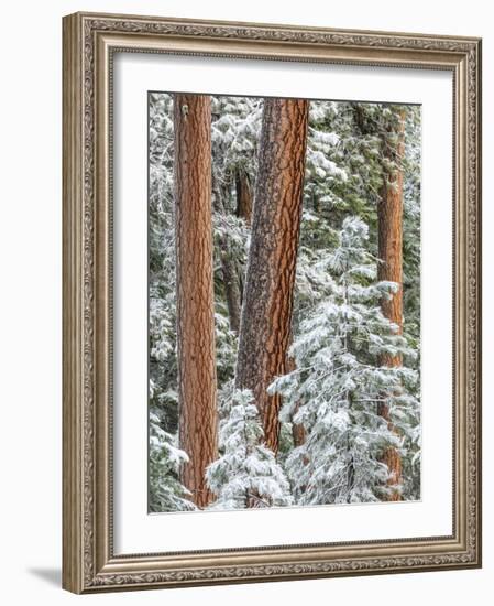 Snowy Pine Forest 2-Don Paulson-Framed Giclee Print