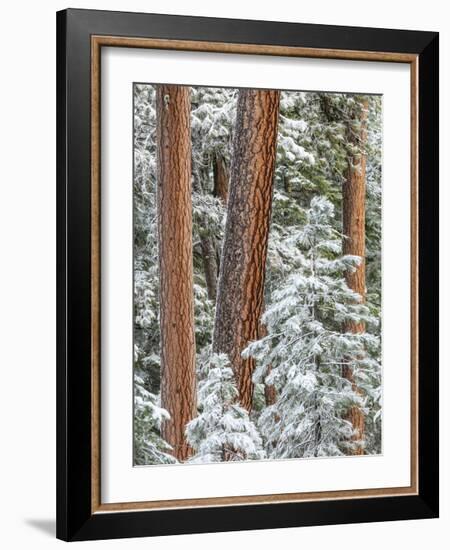 Snowy Pine Forest 2-Don Paulson-Framed Giclee Print