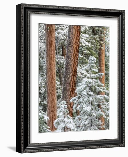 Snowy Pine Forest 2-Don Paulson-Framed Giclee Print