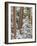 Snowy Pine Forest 2-Don Paulson-Framed Giclee Print