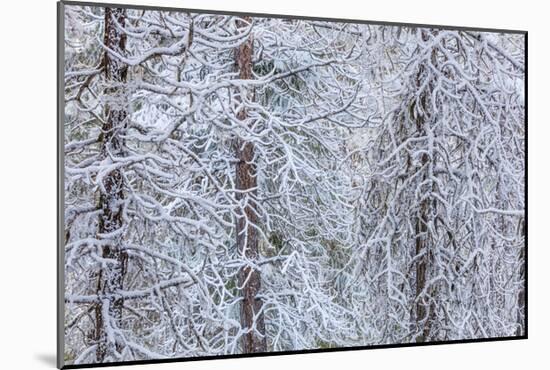 Snowy Pine Forest 3-Don Paulson-Mounted Giclee Print