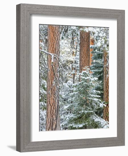 Snowy Pine Forest 3-Don Paulson-Framed Giclee Print