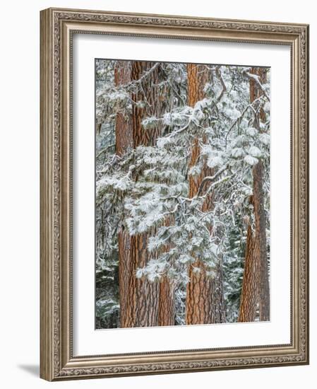 Snowy Pine Forest-Don Paulson-Framed Giclee Print