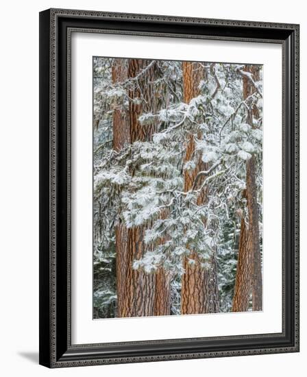 Snowy Pine Forest-Don Paulson-Framed Giclee Print