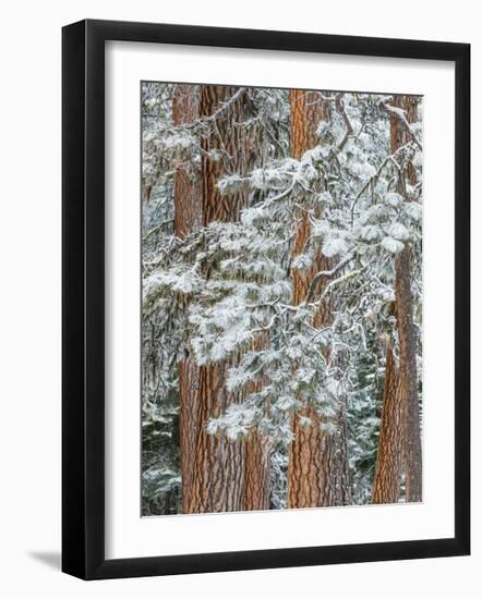 Snowy Pine Forest-Don Paulson-Framed Giclee Print