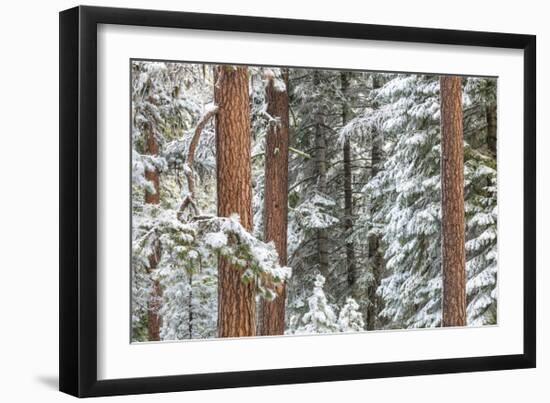 Snowy Pine Forest-Don Paulson-Framed Giclee Print