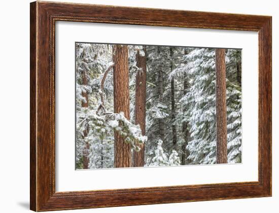 Snowy Pine Forest-Don Paulson-Framed Giclee Print