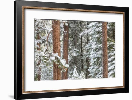 Snowy Pine Forest-Don Paulson-Framed Giclee Print