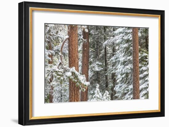 Snowy Pine Forest-Don Paulson-Framed Giclee Print