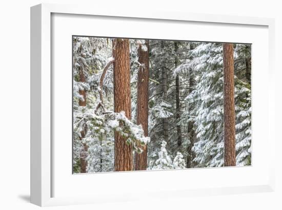 Snowy Pine Forest-Don Paulson-Framed Giclee Print