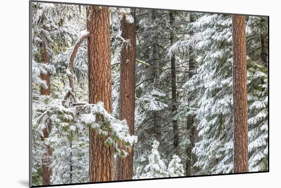 Snowy Pine Forest-Don Paulson-Mounted Giclee Print