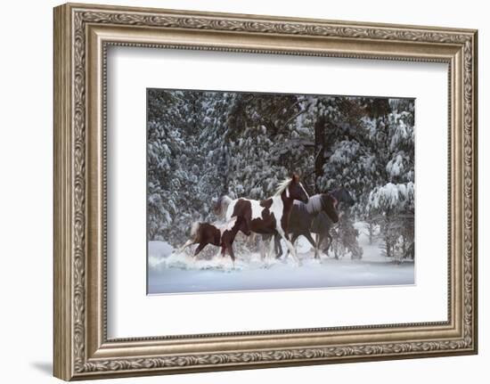 Snowy Runners-Steve Hunziker-Framed Art Print