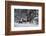 Snowy Runners-Steve Hunziker-Framed Art Print