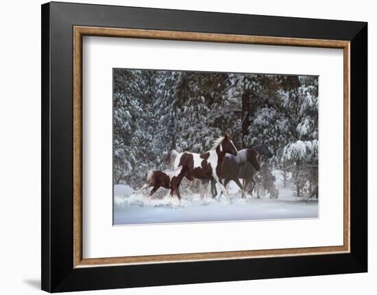 Snowy Runners-Steve Hunziker-Framed Art Print