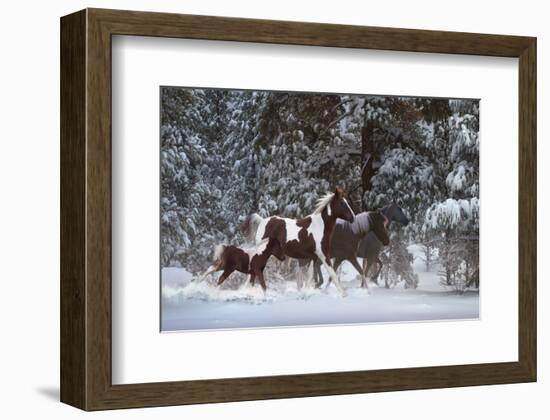 Snowy Runners-Steve Hunziker-Framed Art Print