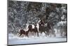 Snowy Runners-Steve Hunziker-Mounted Art Print