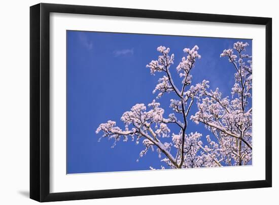 Snowy Tree Branches-Cora Niele-Framed Giclee Print