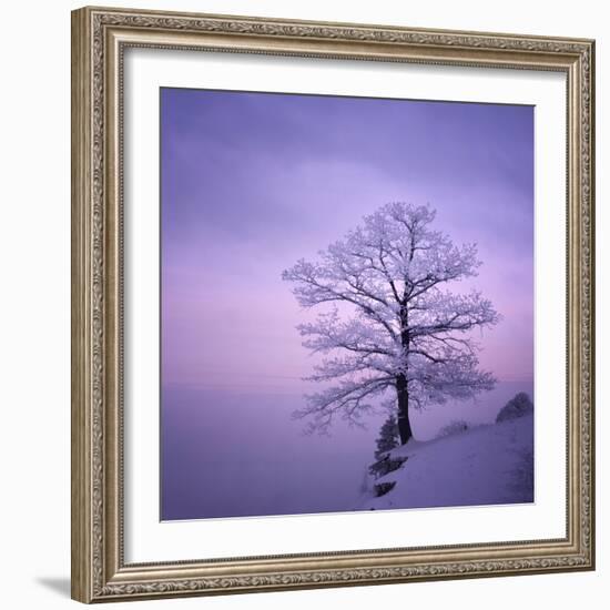 Snowy Tree in A Winter Twilight-gestockphoto-Framed Photographic Print