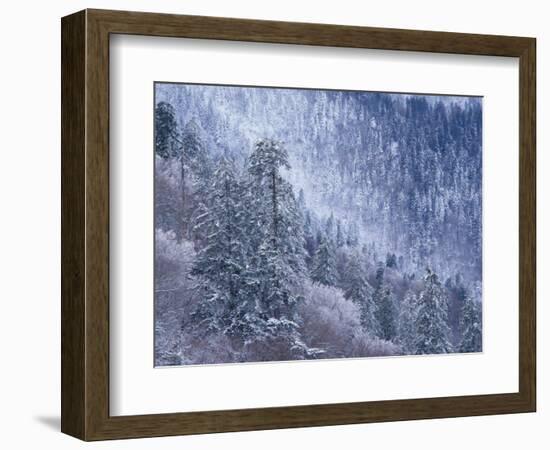 Snowy Trees on Mountain Slope, Morton Overlook, Great Smoky Mountains National Park, Tennessee, USA-Adam Jones-Framed Photographic Print