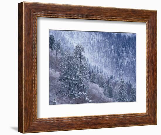 Snowy Trees on Mountain Slope, Morton Overlook, Great Smoky Mountains National Park, Tennessee, USA-Adam Jones-Framed Photographic Print