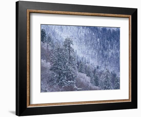 Snowy Trees on Mountain Slope, Morton Overlook, Great Smoky Mountains National Park, Tennessee, USA-Adam Jones-Framed Photographic Print