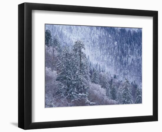 Snowy Trees on Mountain Slope, Morton Overlook, Great Smoky Mountains National Park, Tennessee, USA-Adam Jones-Framed Photographic Print