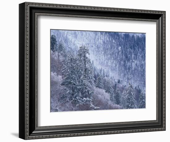 Snowy Trees on Mountain Slope, Morton Overlook, Great Smoky Mountains National Park, Tennessee, USA-Adam Jones-Framed Photographic Print