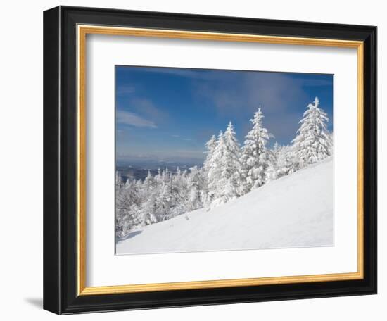 Snowy Trees on the Slopes of Mount Cardigan, Canaan, New Hampshire, USA-Jerry & Marcy Monkman-Framed Photographic Print