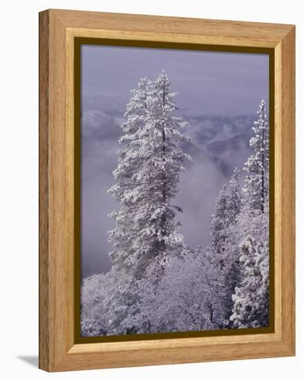 Snowy Trees-Bill Ross-Framed Premier Image Canvas