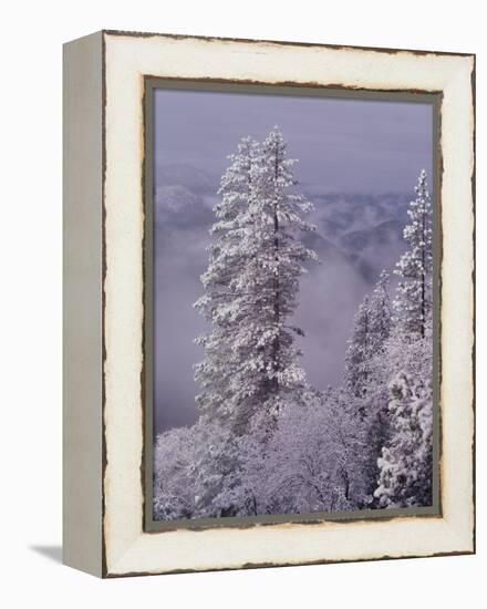 Snowy Trees-Bill Ross-Framed Premier Image Canvas