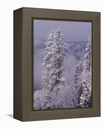 Snowy Trees-Bill Ross-Framed Premier Image Canvas