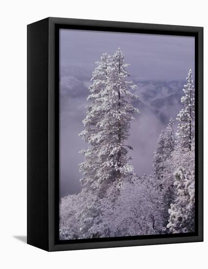 Snowy Trees-Bill Ross-Framed Premier Image Canvas