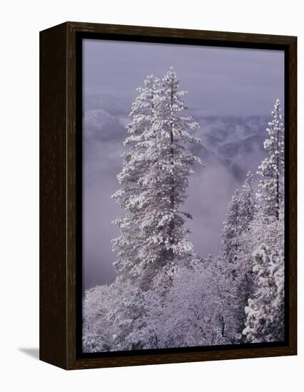 Snowy Trees-Bill Ross-Framed Premier Image Canvas