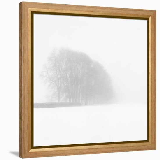 Snowy Trees-Doug Chinnery-Framed Premier Image Canvas