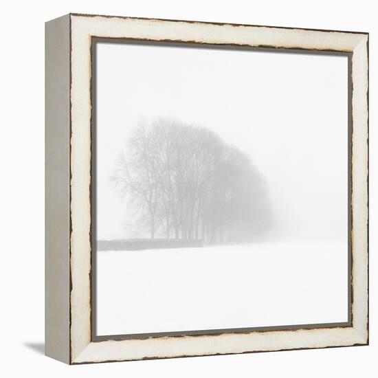 Snowy Trees-Doug Chinnery-Framed Premier Image Canvas