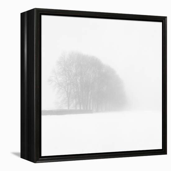 Snowy Trees-Doug Chinnery-Framed Premier Image Canvas