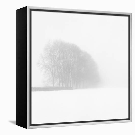 Snowy Trees-Doug Chinnery-Framed Premier Image Canvas