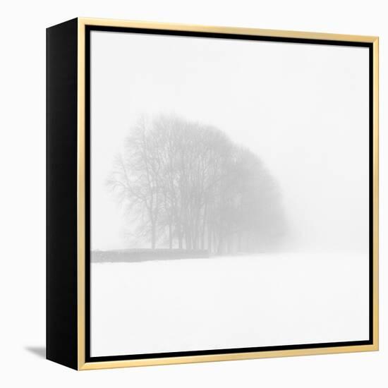 Snowy Trees-Doug Chinnery-Framed Premier Image Canvas