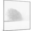 Snowy Trees-Doug Chinnery-Mounted Photographic Print