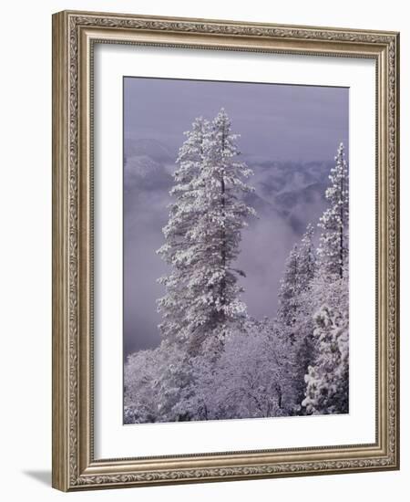 Snowy Trees-Bill Ross-Framed Photographic Print