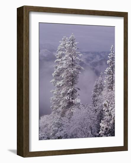 Snowy Trees-Bill Ross-Framed Photographic Print